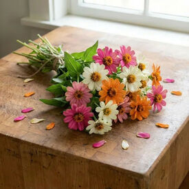 Three Color Mix Profusion, Zinnia Seeds